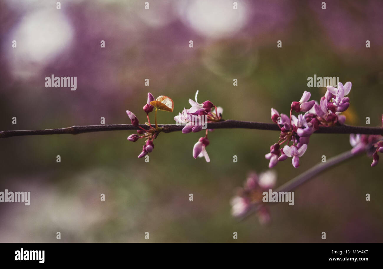 Filiale der blühenden Baum. Frühling Blumen Stockfoto