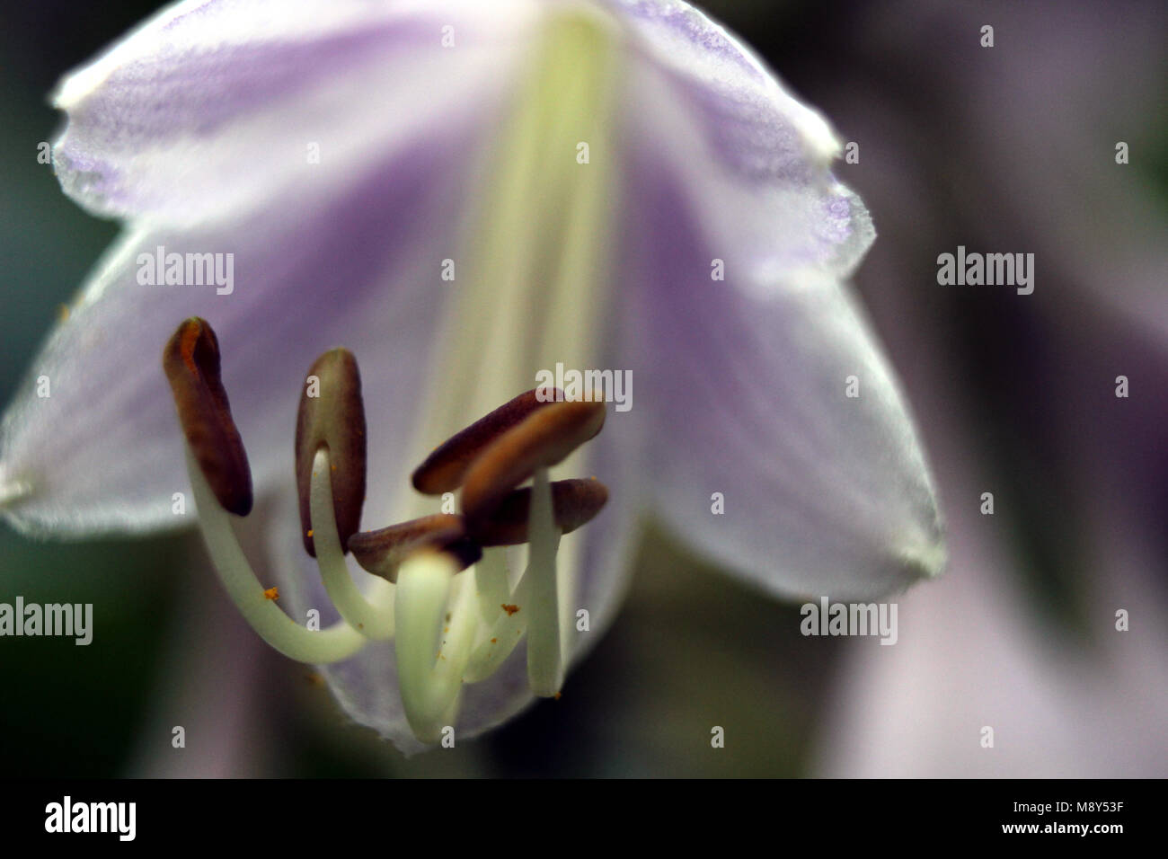 Nahaufnahme von einem Lila Blume Hervorhebung der Griffel Stockfoto