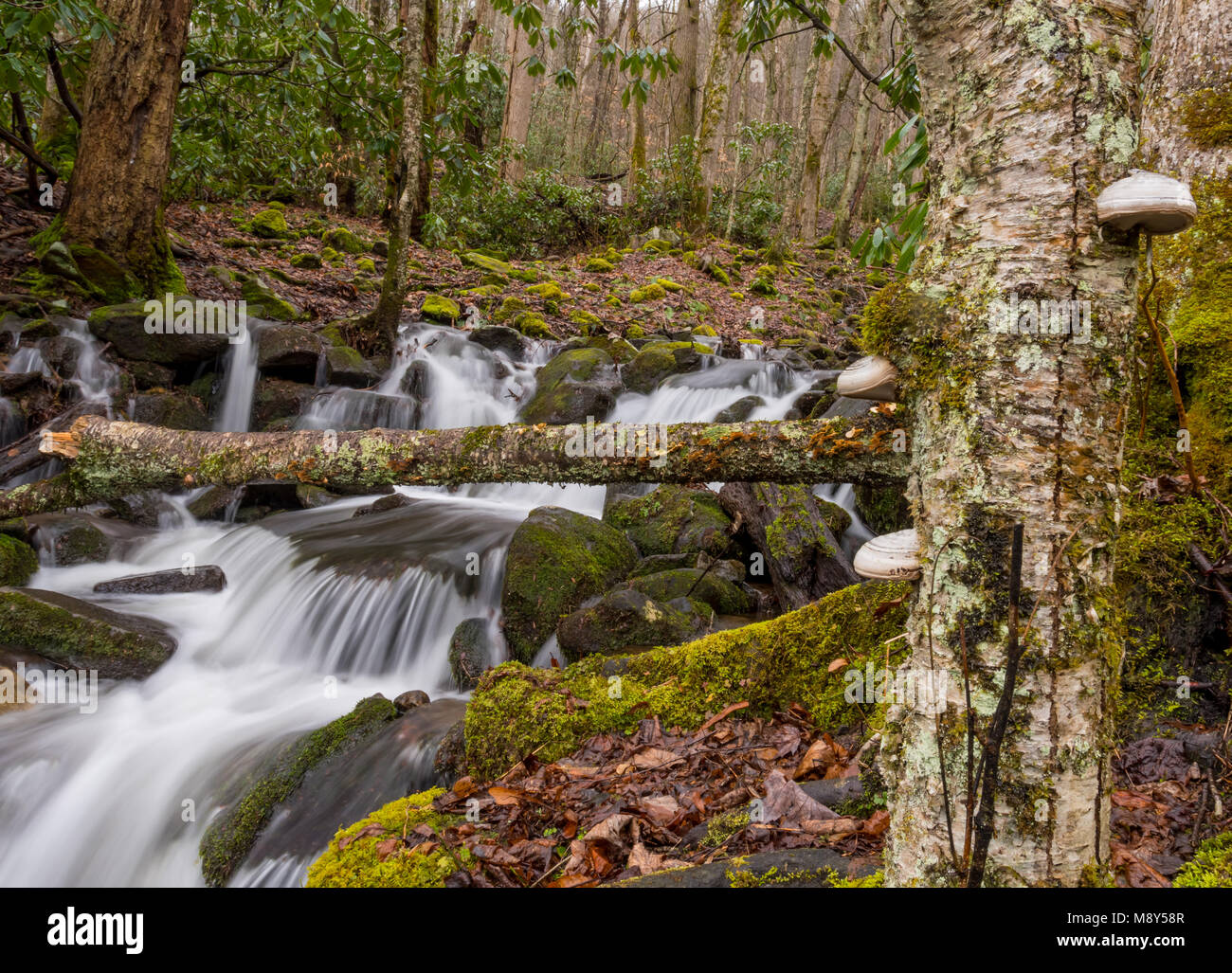 Großen Pilz wächst auf Baumstamm im frühen Frühjahr Holz Stockfoto
