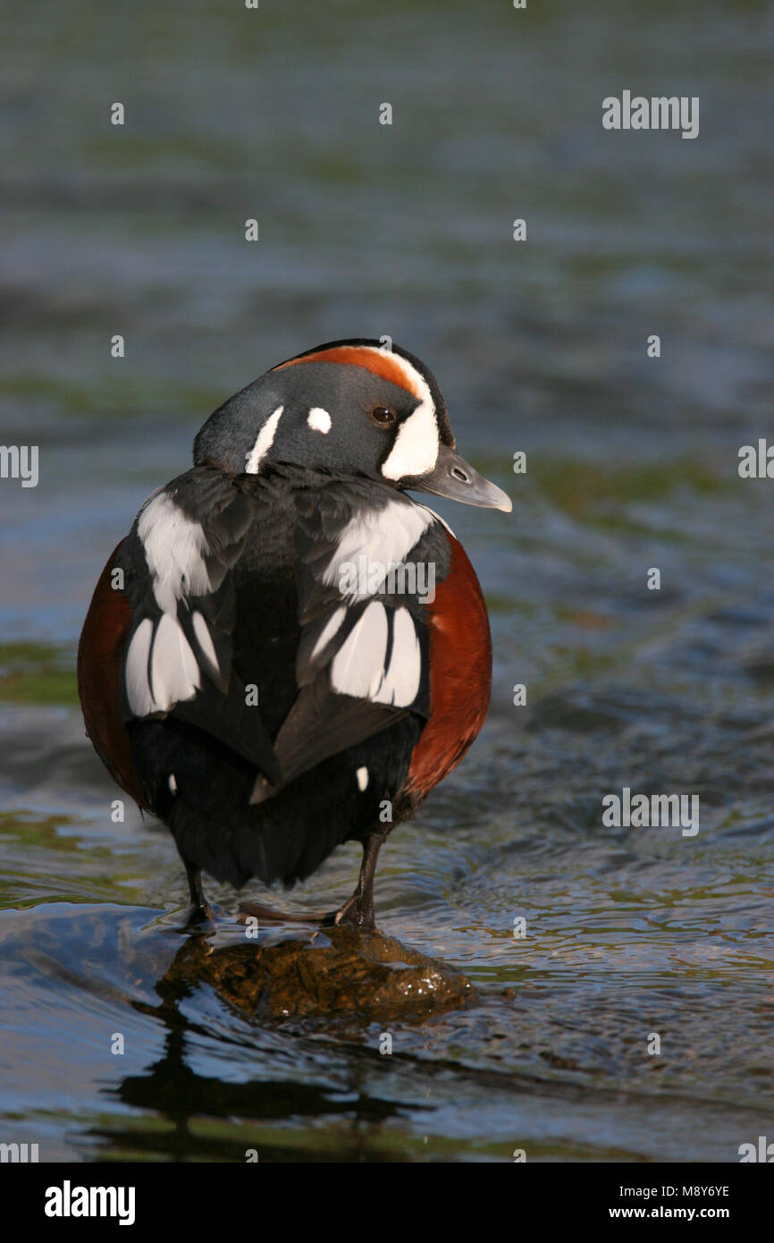 Mannetje Harlekijneend zittend op Rots; Männliche Harlequin Duck hoch auf einem Felsen Stockfoto