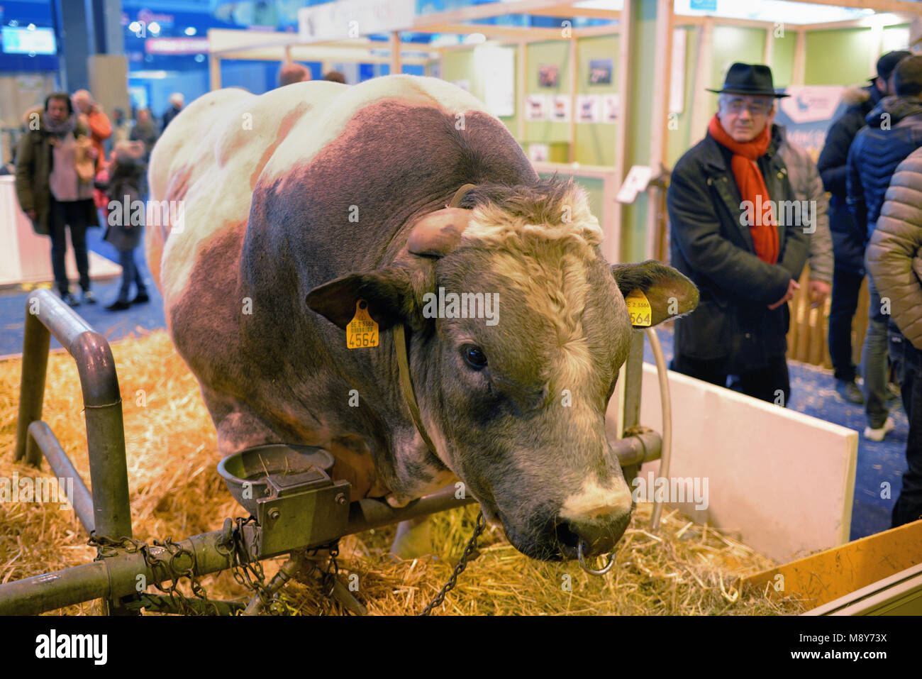 Weiss-blaue Rinder aka Belgischen Blau & Weiss-blaue Belge & Besucher auf der internationalen Landwirtschaftsmesse Paris Frankreich Stockfoto