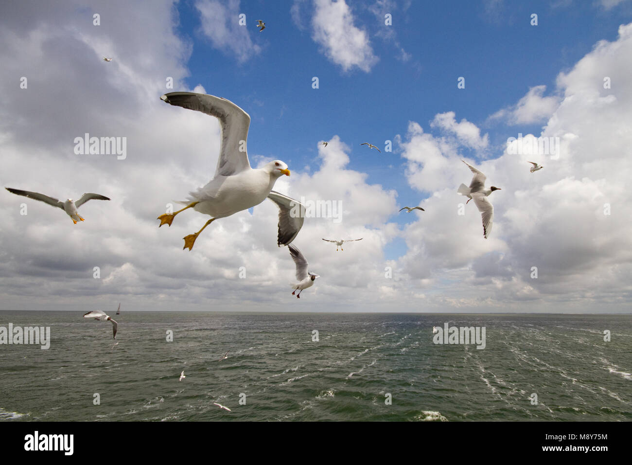 Kleine Mantelmeeuw achter veerboot; Heringsmöwe folgenden Fähre Stockfoto