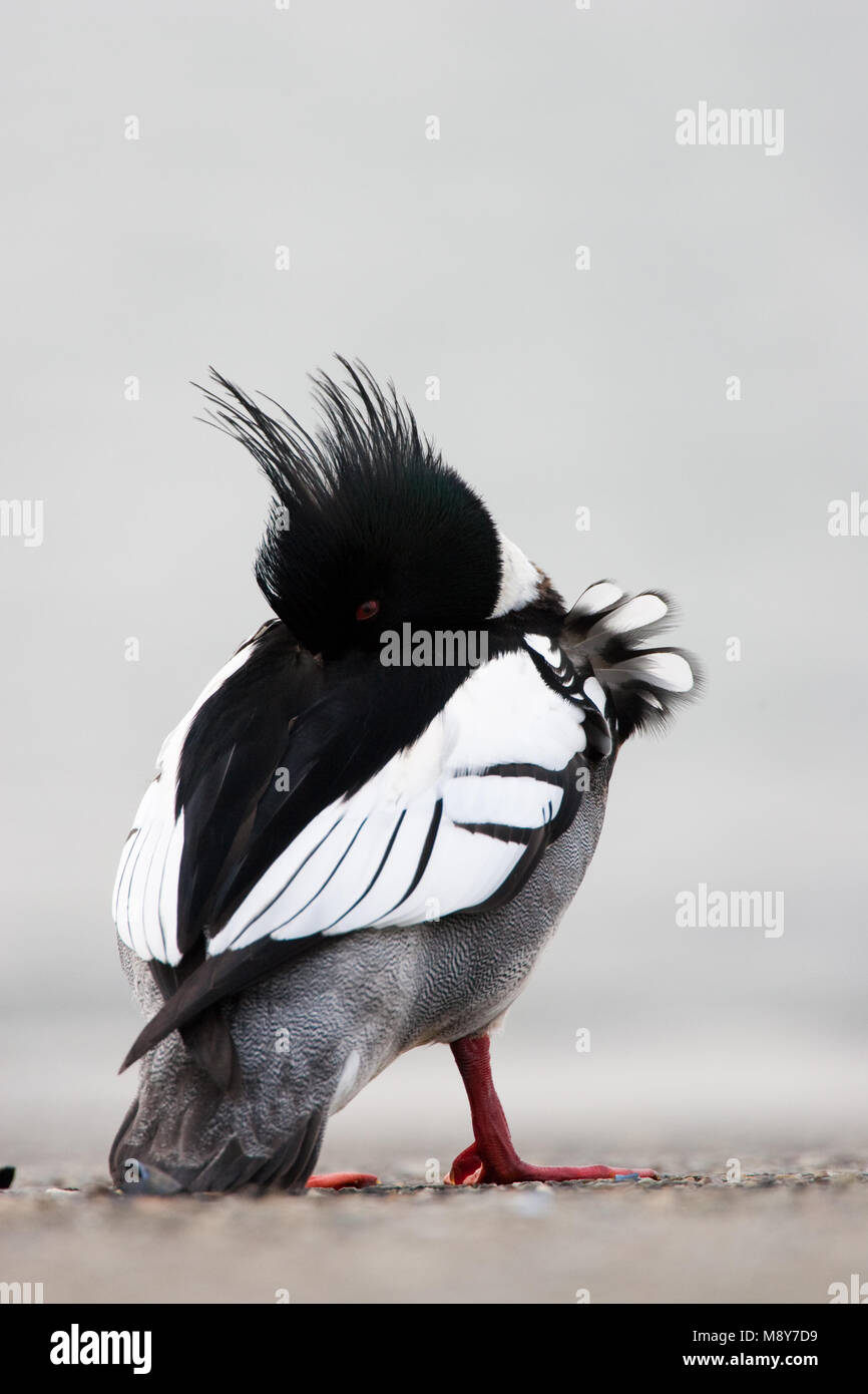 Mannetje Middelste Zaagbek; Männlich Red-breasted Merganser Stockfoto