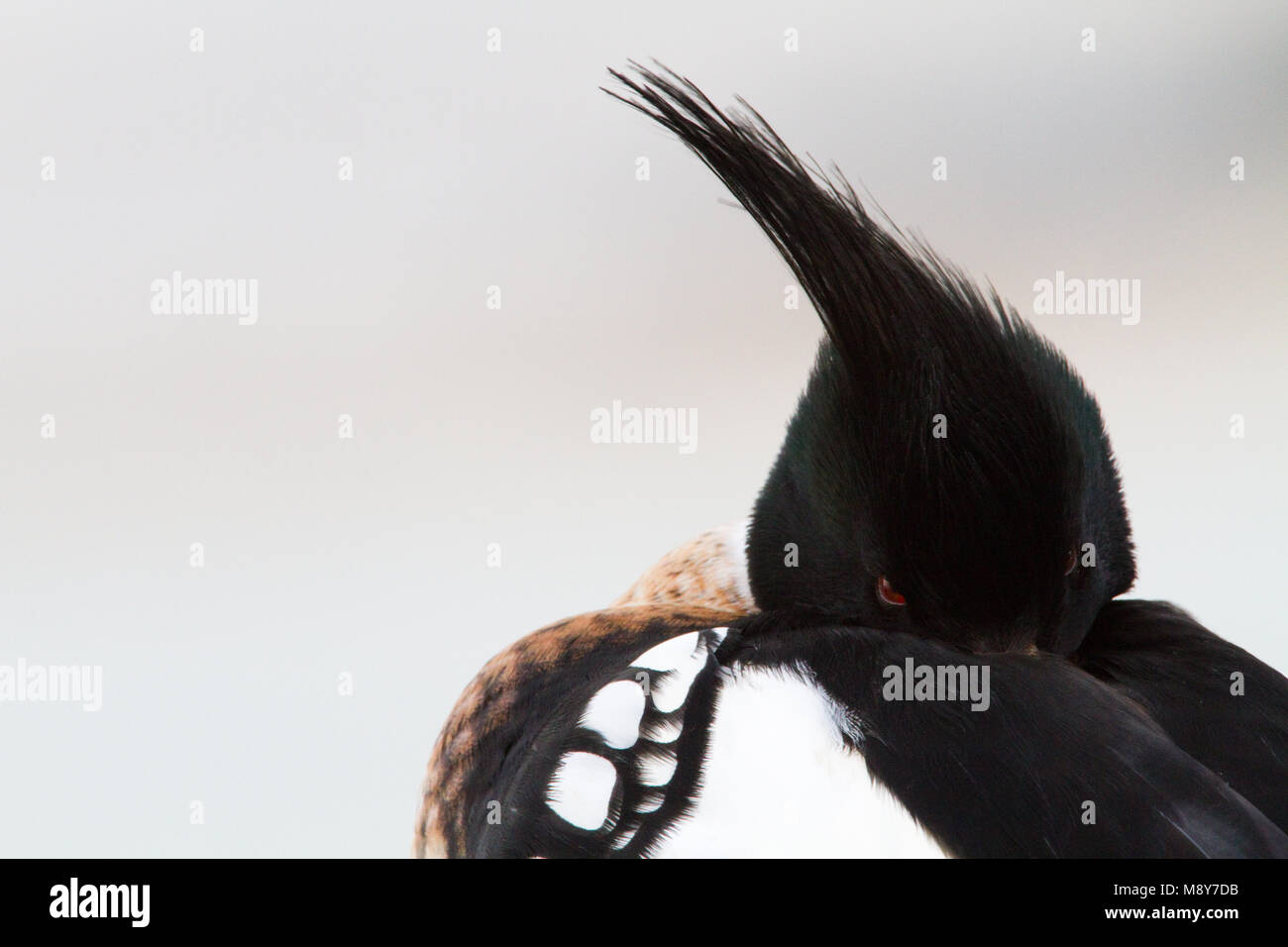 Mannetje Middelste Zaagbek; Männlich Red-breasted Merganser Stockfoto