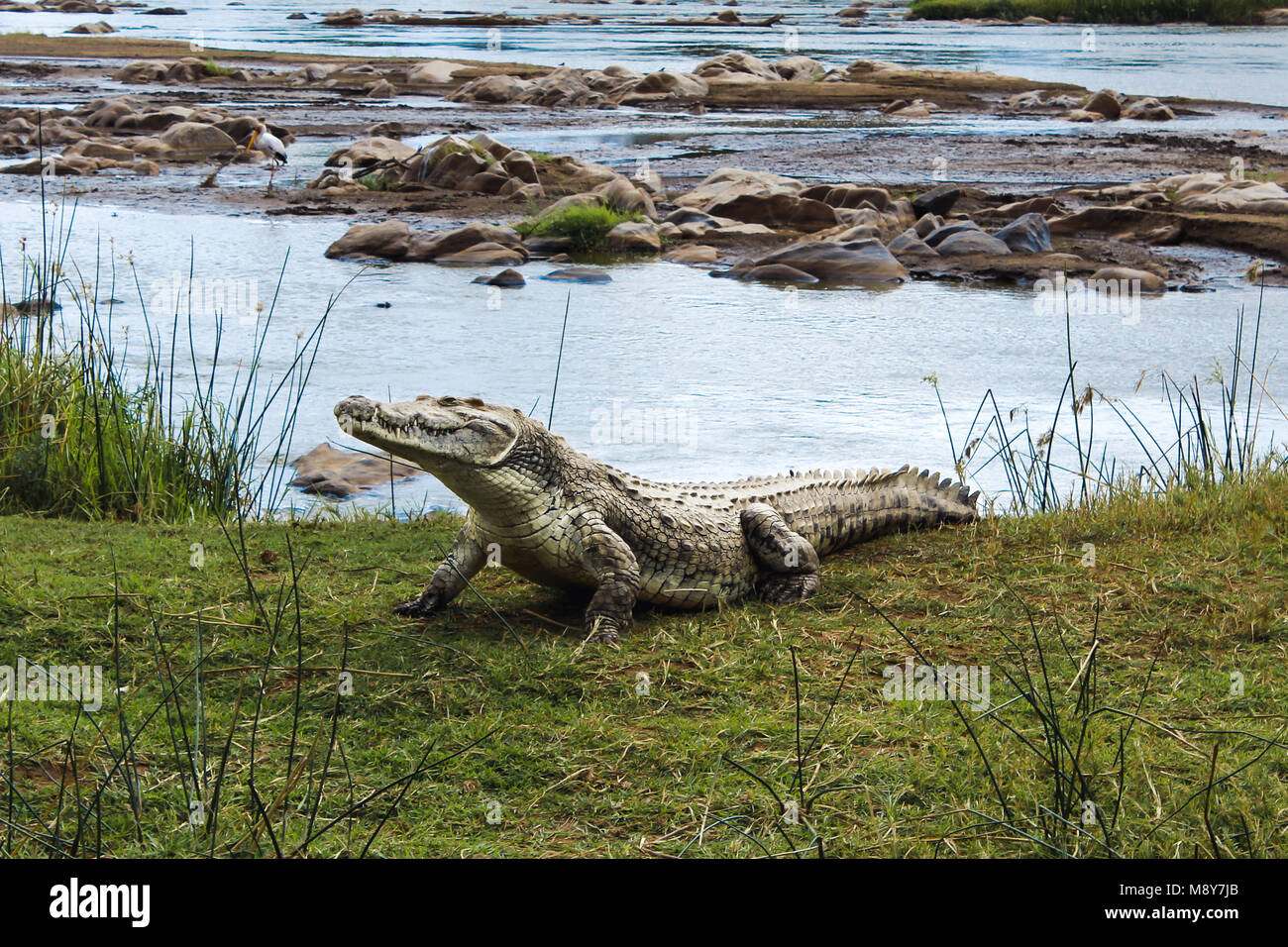 Ein Krokodil warten am Ufer im Tsavo Nationalpark in Kenia, Afrika Stockfoto