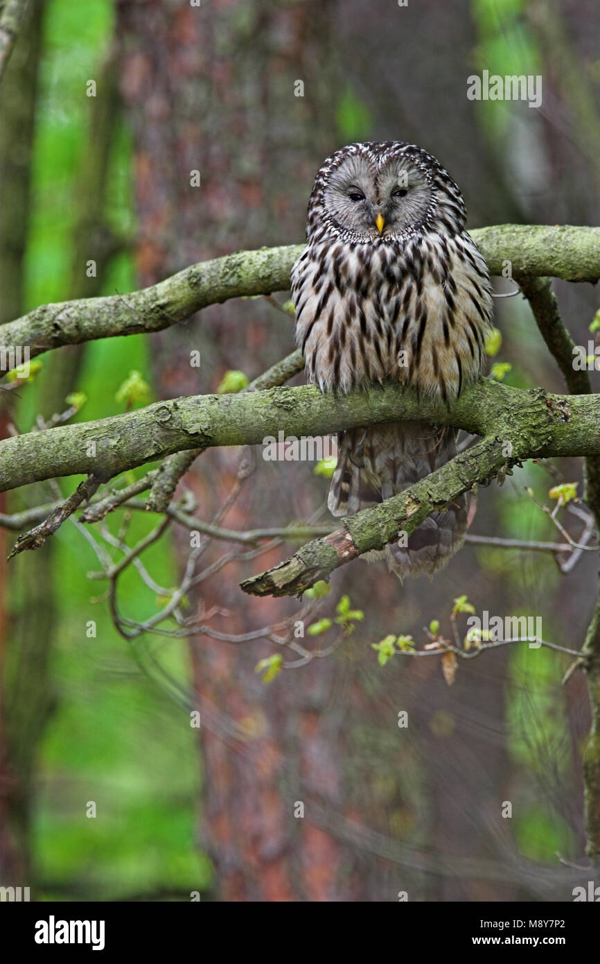 Oeraluil overdag in Boom; Ural Eule im Baum während daytima Stockfoto