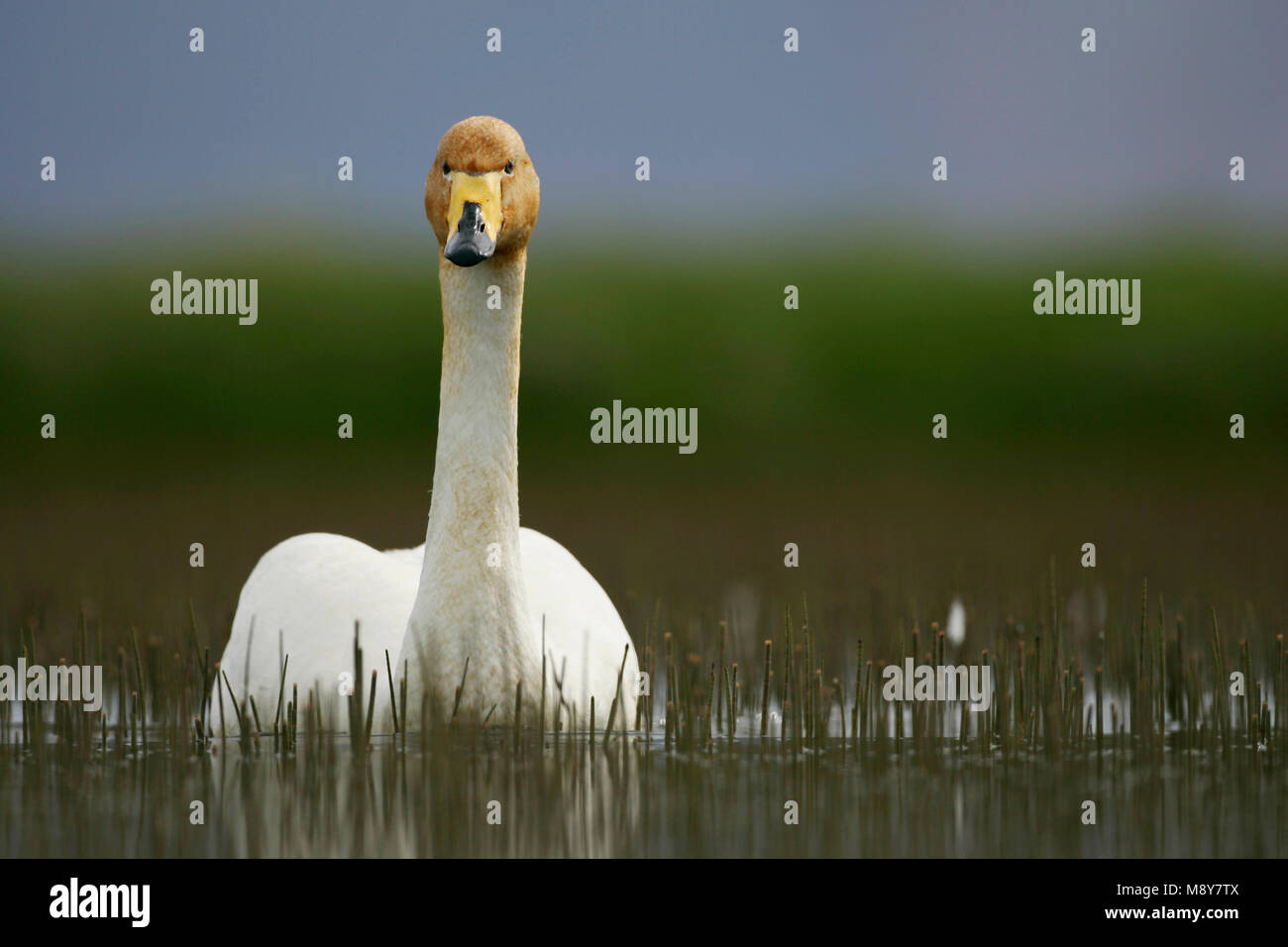 Wilde Zwaan onvolwassen; Singschwan unreifen Stockfoto