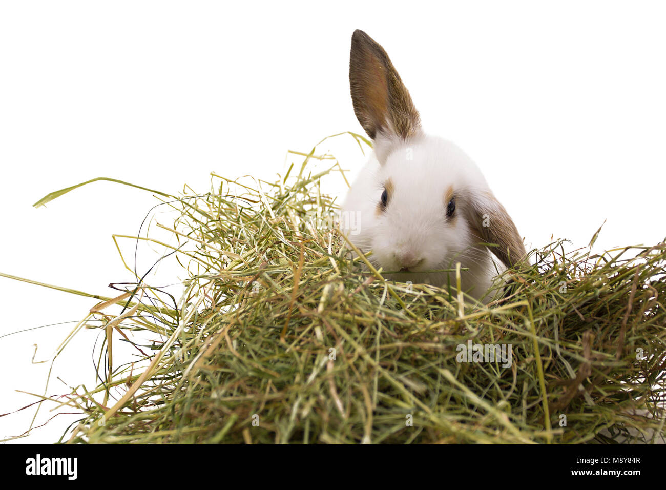 Weiße Kaninchen frisst Heu. Auf weissem Hintergrund. Stockfoto