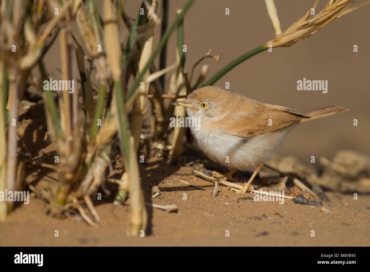 Afrikanische Wüste Warbler - Saharagrasmücke - Curruca deserti, Marokko Stockfoto