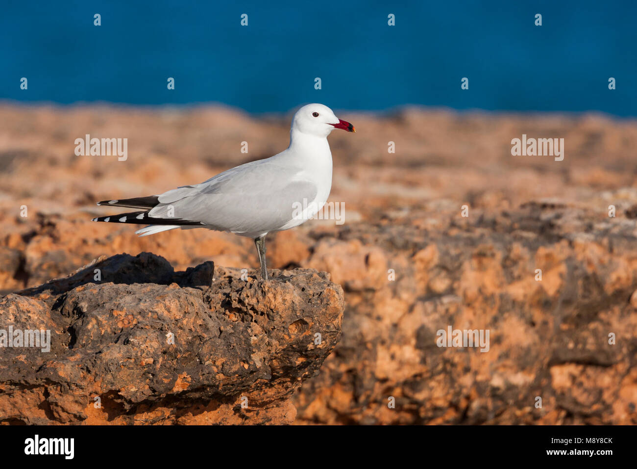 Audouins Meeuw, audouin's Gull; Ichthyaetus audouinii, Spanien (Mallorca), Erwachsene Stockfoto
