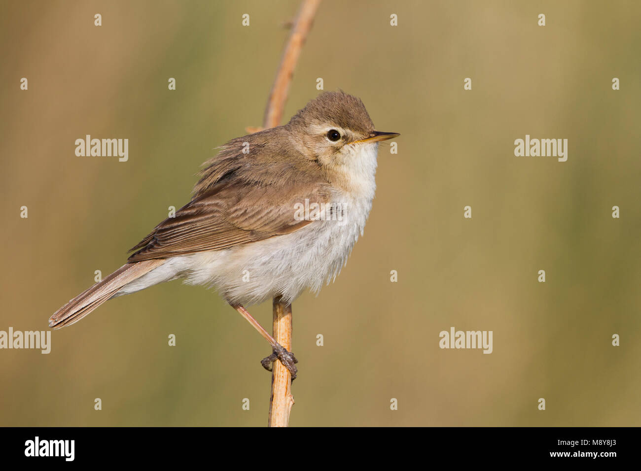 Kleine Spotvogel, gebootet Warbler Stockfoto