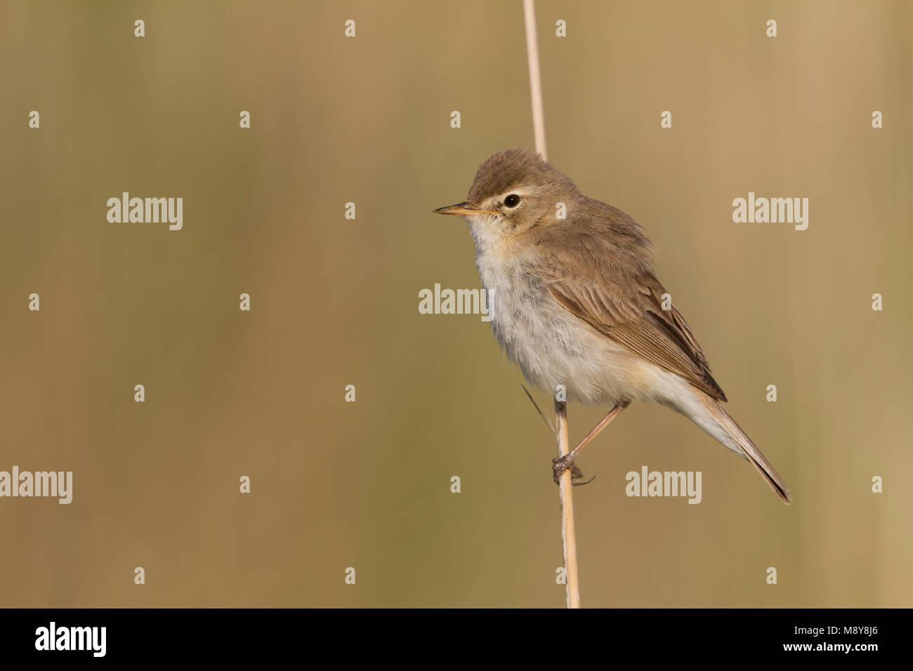 Kleine Spotvogel, gebootet Warbler Stockfoto