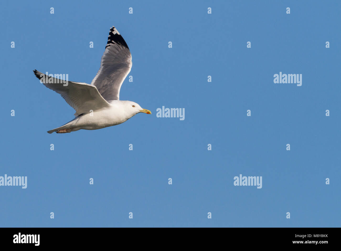 Caspian Gull - Steppenmöwe, Larus cachinnans, Österreich, Erwachsene Stockfoto