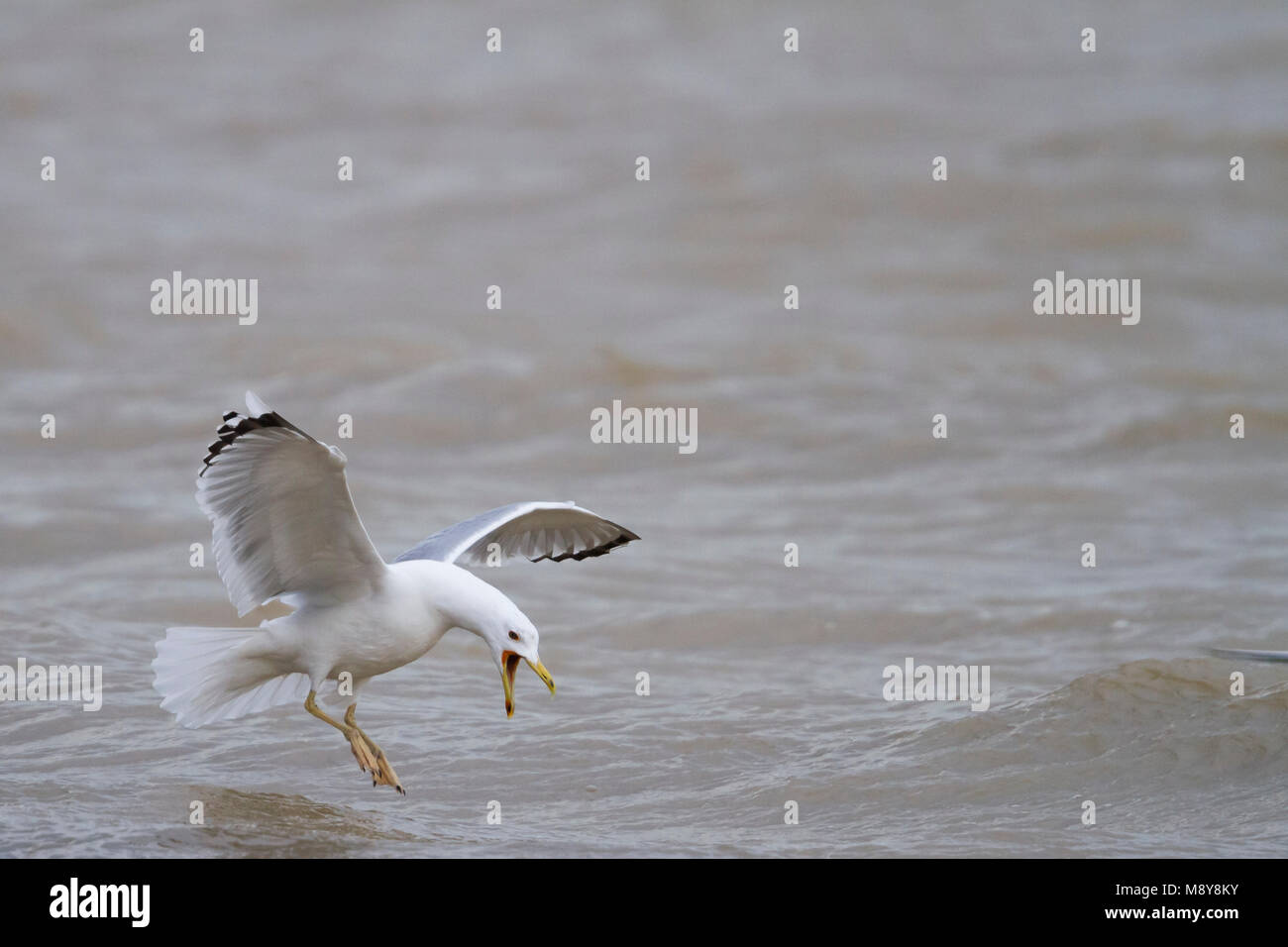 Caspian Gull - Steppenmöwe, Larus cachinnans, Deutschland, Erwachsene Stockfoto