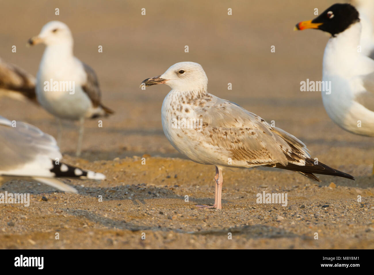 Pontische Meeuw, Caspian Gull, Larus cachinnans, Oman, 2 W Stockfoto