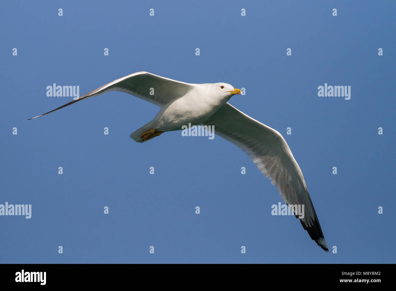 Pontische Meeuw, Caspian Gull, Larus cachinnans, Oman, Erwachsene Stockfoto