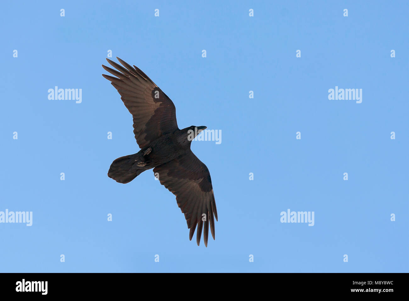Kolkrabe - Kolkrabe - Corvus Corax ssp. Corax, Österreich Stockfoto