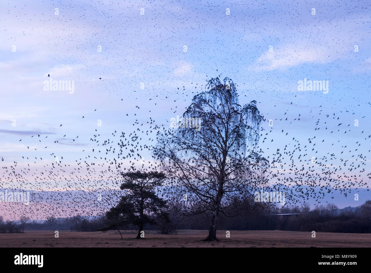 Common Starling - Stern - Sturnus vulgaris ssp. vulgaris, Deutschland, roosting Site Stockfoto