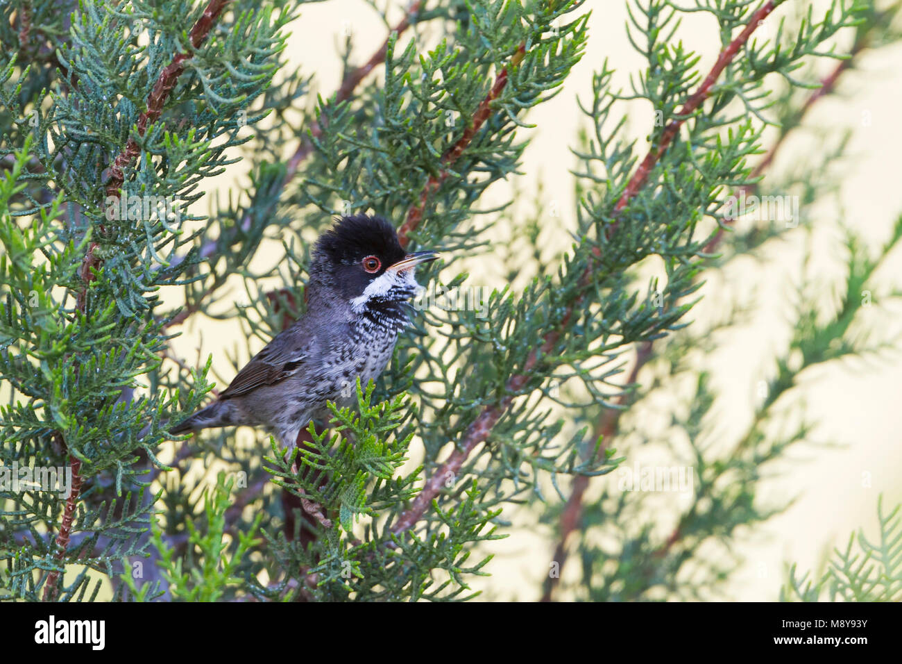 Zypern Warbler - Schuppengrasmücke - Sylvia melanothorax, Zypern, männlichen Erwachsenen Stockfoto