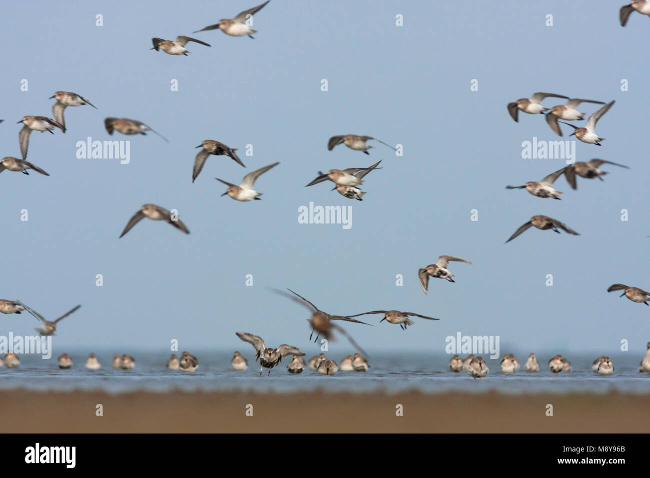 Alpenstrandläufer - - alpenstrandläufer Calidris Alpina, Deutschland Stockfoto