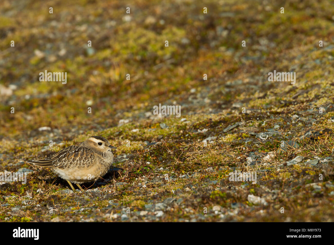 Eurasian Dotterel - mornellregenpfeifer - Charadrius morinellus, Schweiz, 1. CY Stockfoto