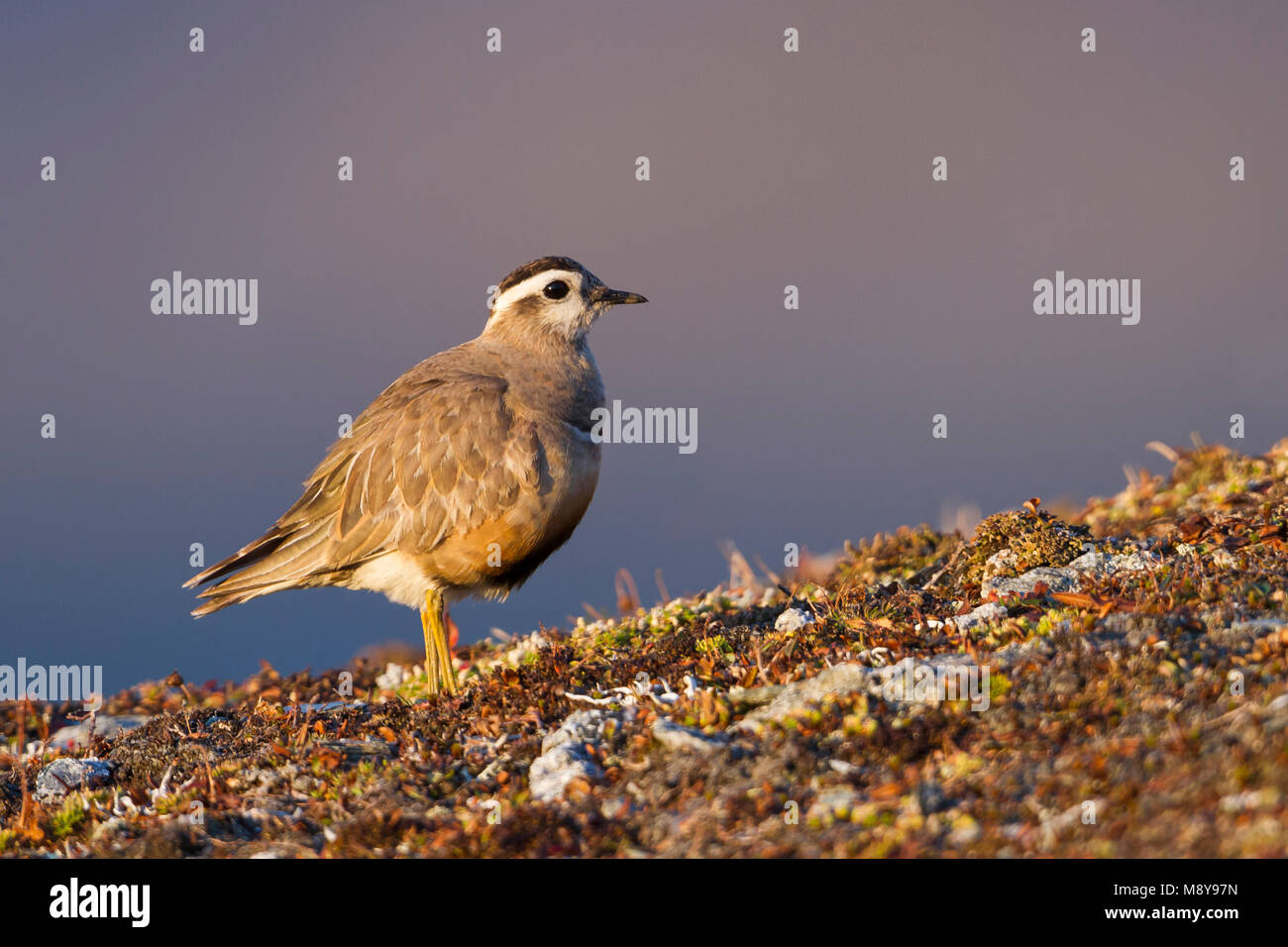 Eurasian Dotterel - mornellregenpfeifer - Charadrius morinellus, Schweiz, männlichen Erwachsenen Stockfoto