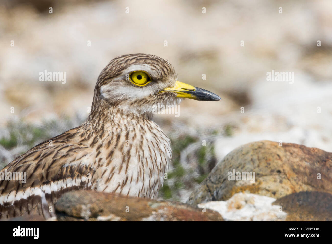 Eurasischen Stone-Curlew-Triel Burhinus oedicnemus - ssp. saharae, Zypern, Erwachsene Stockfoto