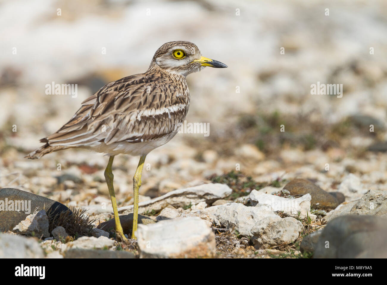 Eurasischen Stone-Curlew-Triel Burhinus oedicnemus - ssp. saharae, Zypern, Erwachsene Stockfoto
