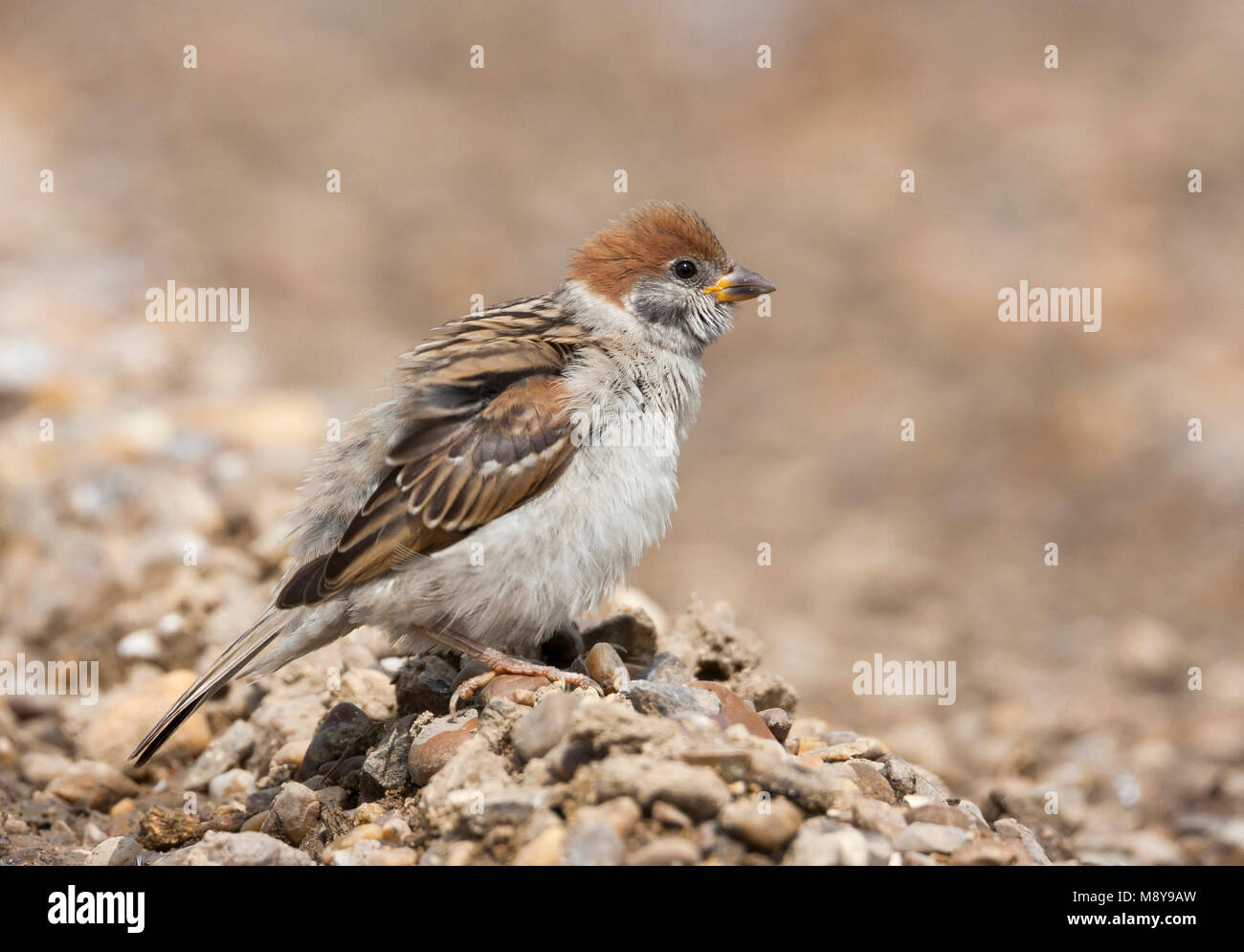 Eurasischen Feldsperling - feldsperling Passer montanus ssp. Montanus, Jugendkriminalität, Kroatien Stockfoto