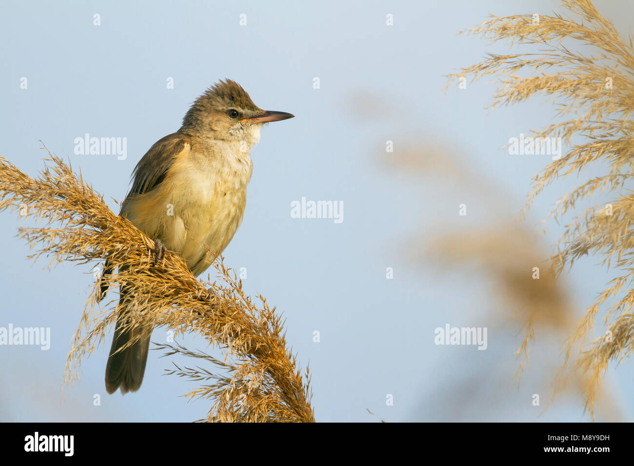 Große Reed-Warbler - drosselrohrsänger Acrocephalus arundinaceus - ssp. arundinaceus, Ungarn Stockfoto