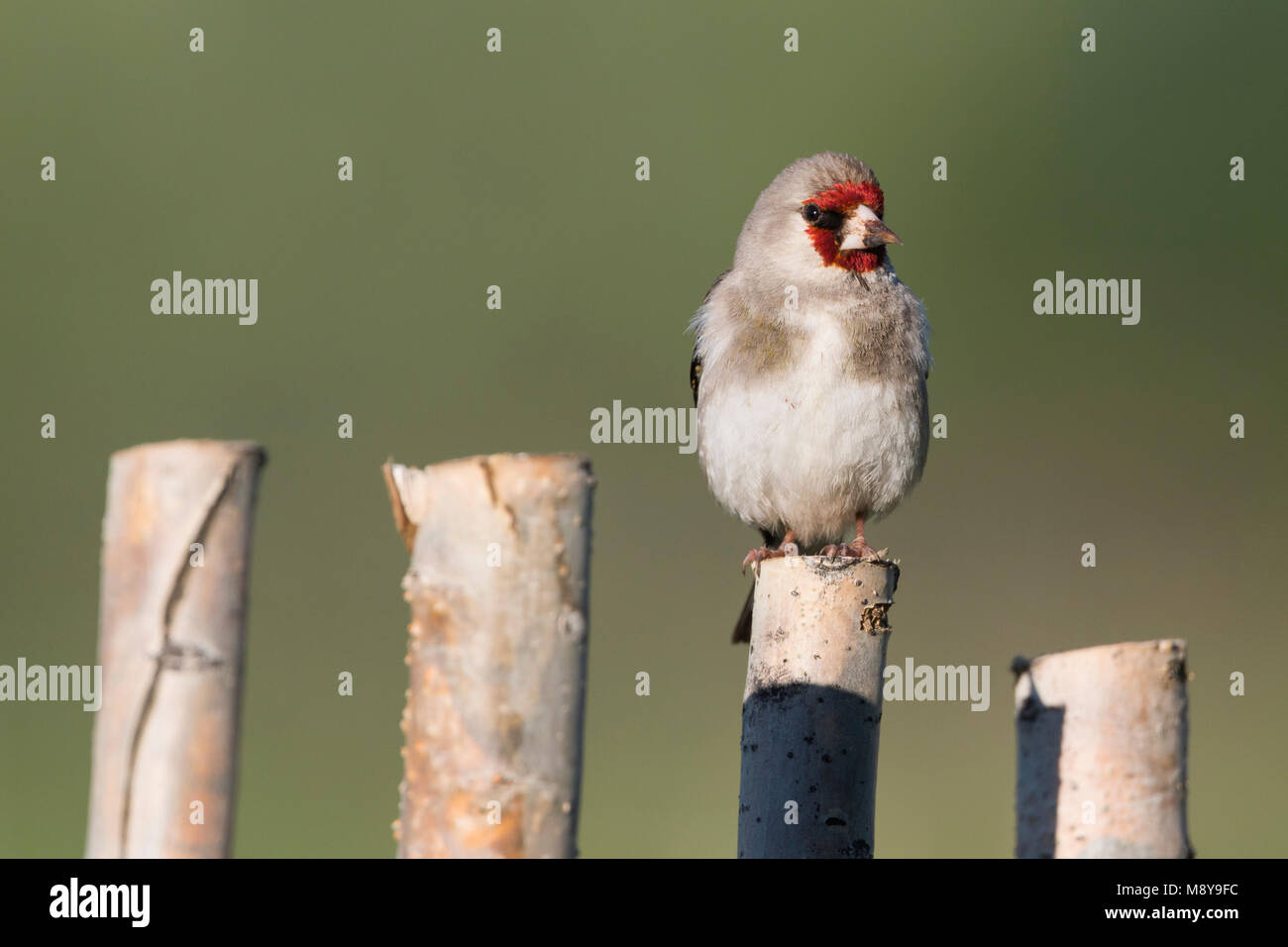 Graue Goldfinch - Stieglitz - Carduelis carduelis caniceps ssp., Kirgisistan, Erwachsene Stockfoto