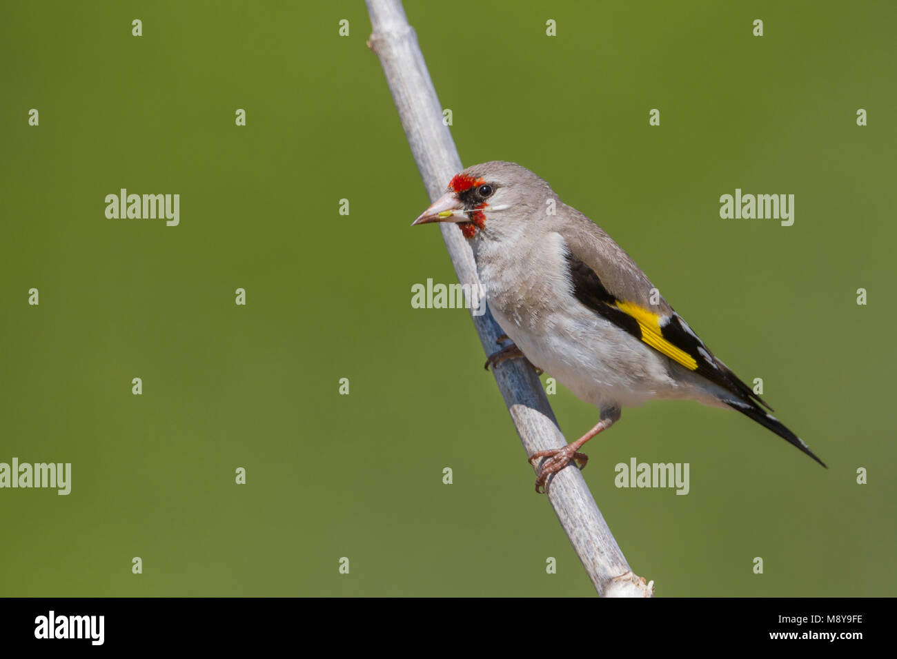 Graue Goldfinch - Stieglitz - Carduelis carduelis caniceps ssp., Kasachstan, Erwachsene Stockfoto