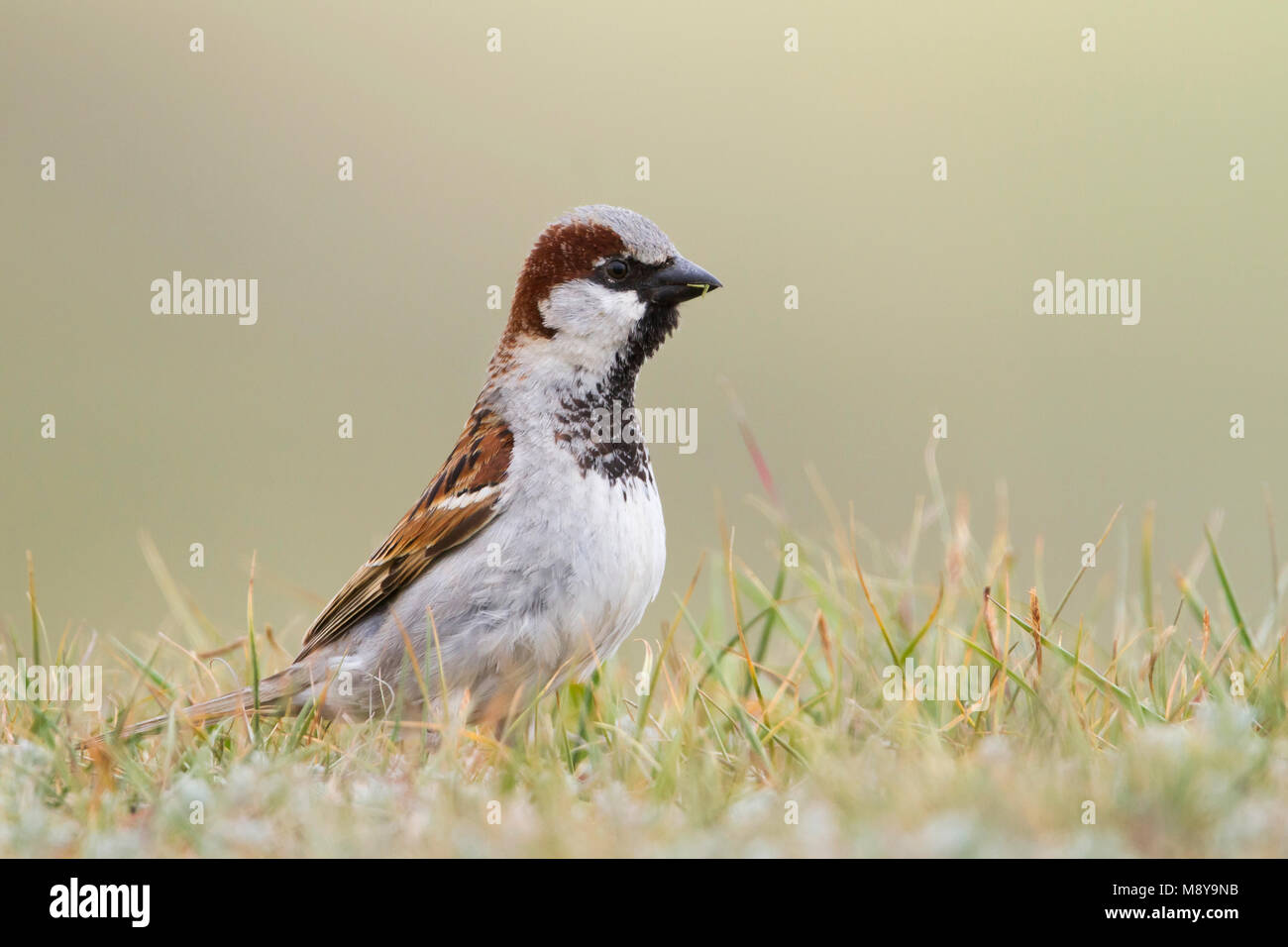 House Sparrow, Passer domesticus Haussperling, ssp. domesticus, erwachsenen männlichen, Kasachstan, Stockfoto