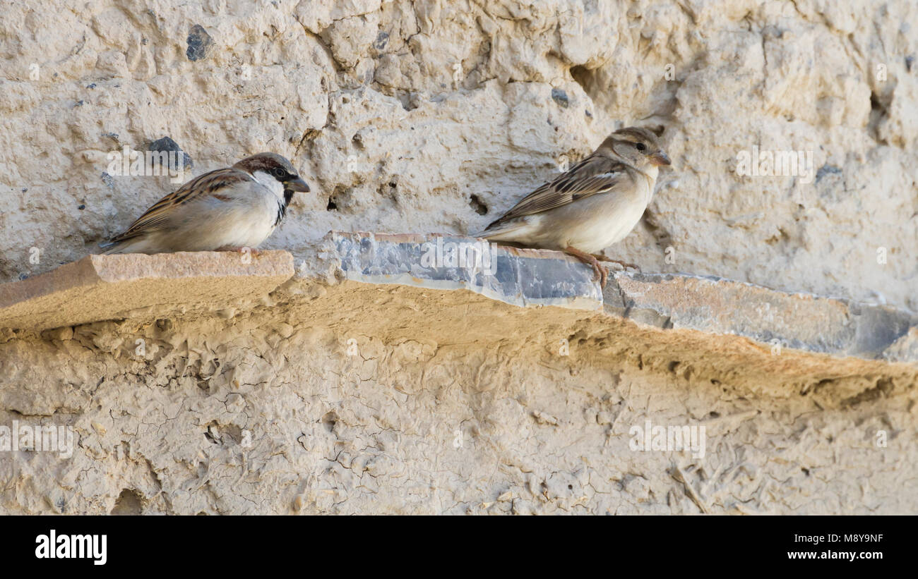Huismus, House Sparrow, Passer domesticus ssp. hufufae, erwachsenen männlichen und weiblichen, Oman Stockfoto