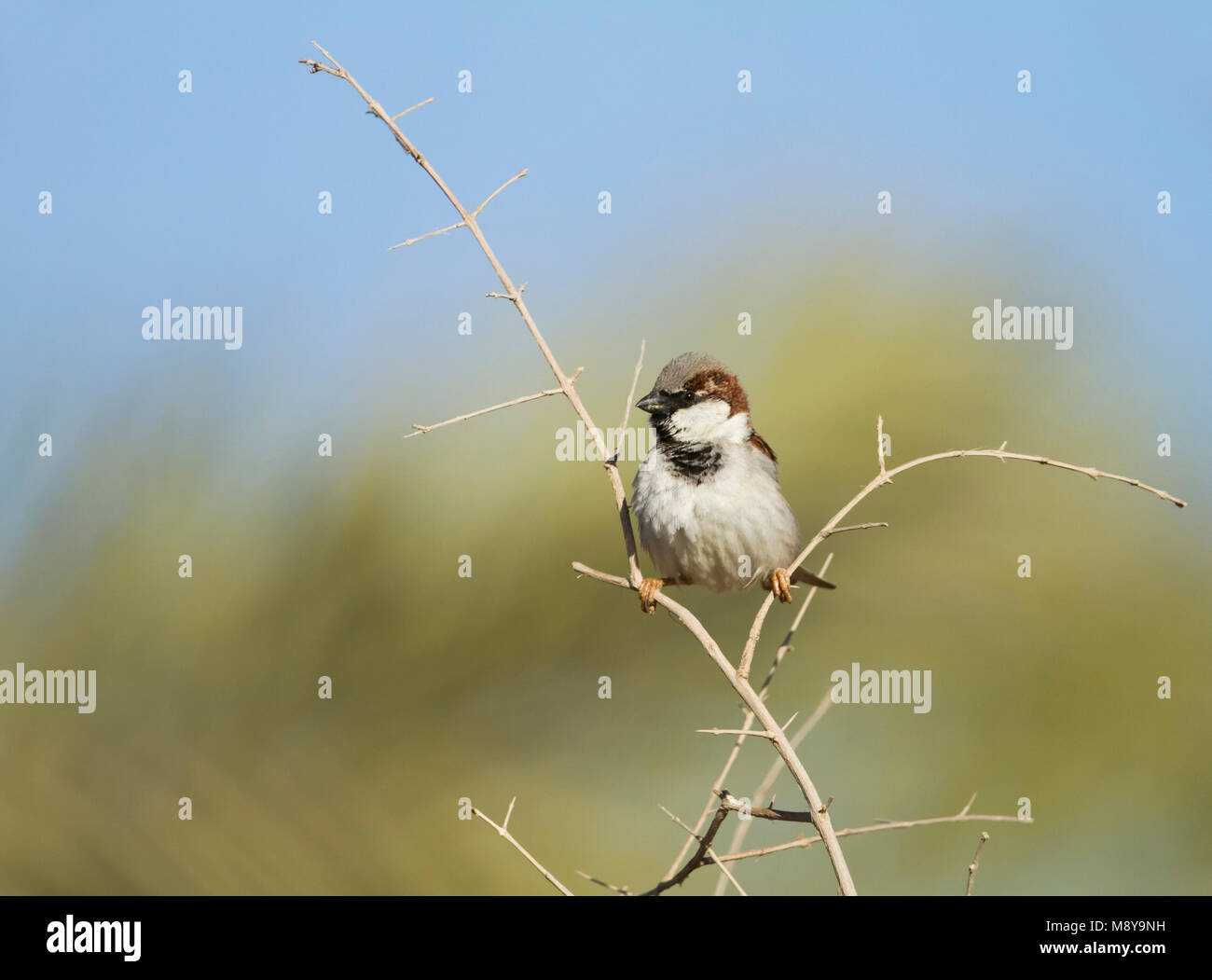 Huismus, House Sparrow, Passer domesticus ssp. hufufae, erwachsenen männlichen, Oman Stockfoto