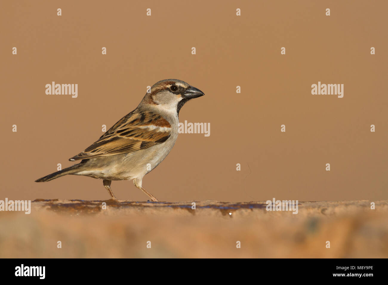 Huismus, House Sparrow, Passer domesticus ssp. tingitanus, Erwachsener, Mann, Marokko Stockfoto