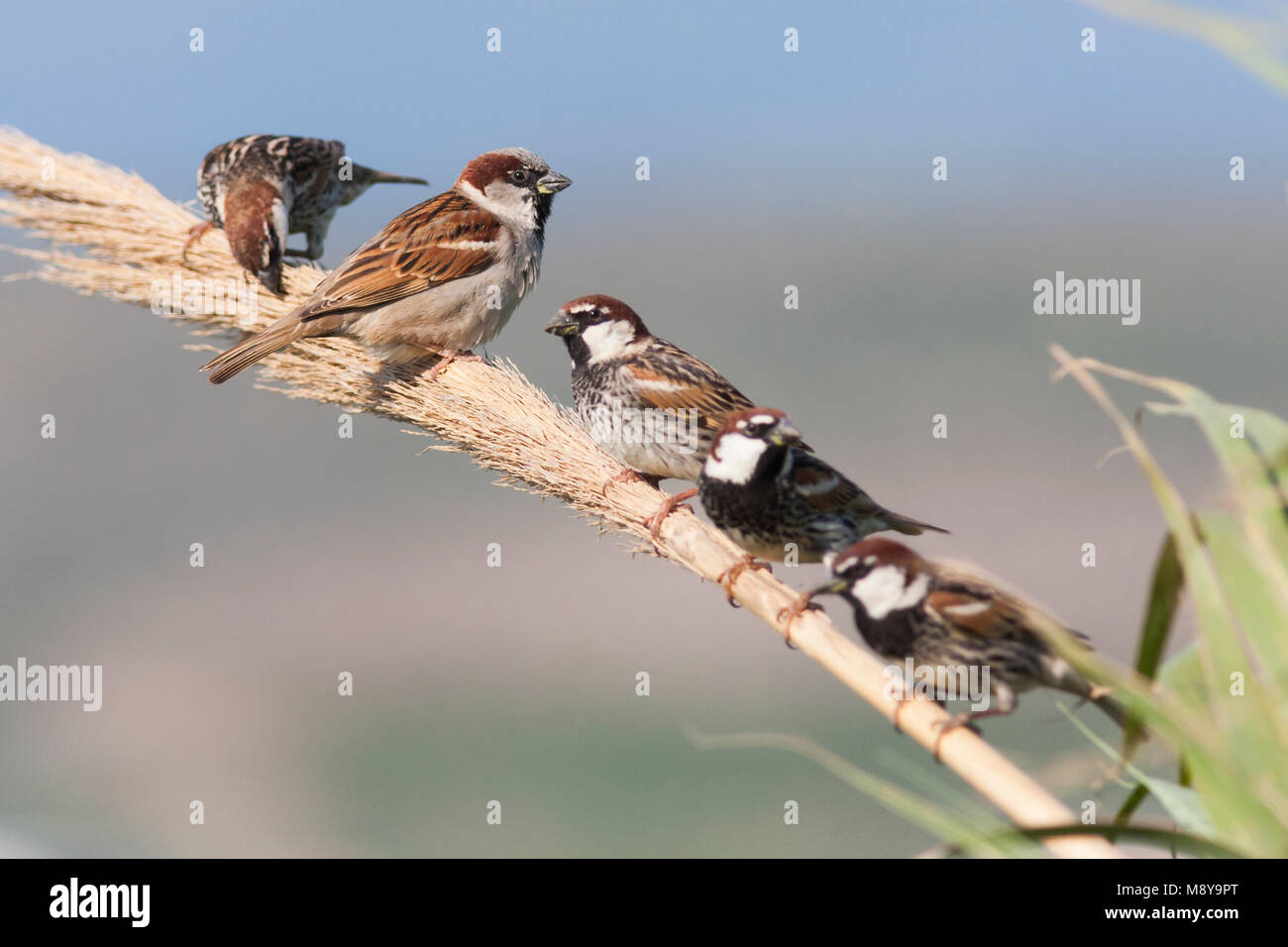 House Sparrow, Passer domesticus ssp. domesticus, erwachsenen männlichen, Türkei - mit spanischen Spatzen Stockfoto