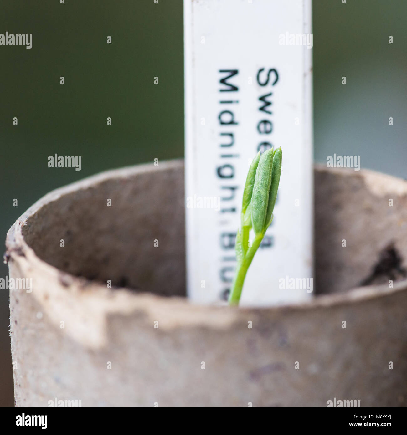 Eine Makroaufnahme eines Sweet pea midnight blue Sämling wächst vor seinem Werk label. Stockfoto