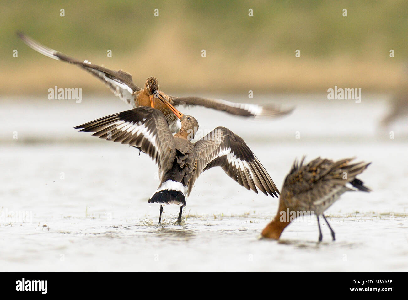 Vechtende Grutto op Marken, Schwarz-tailed Godwits auf Marken kämpfen Stockfoto