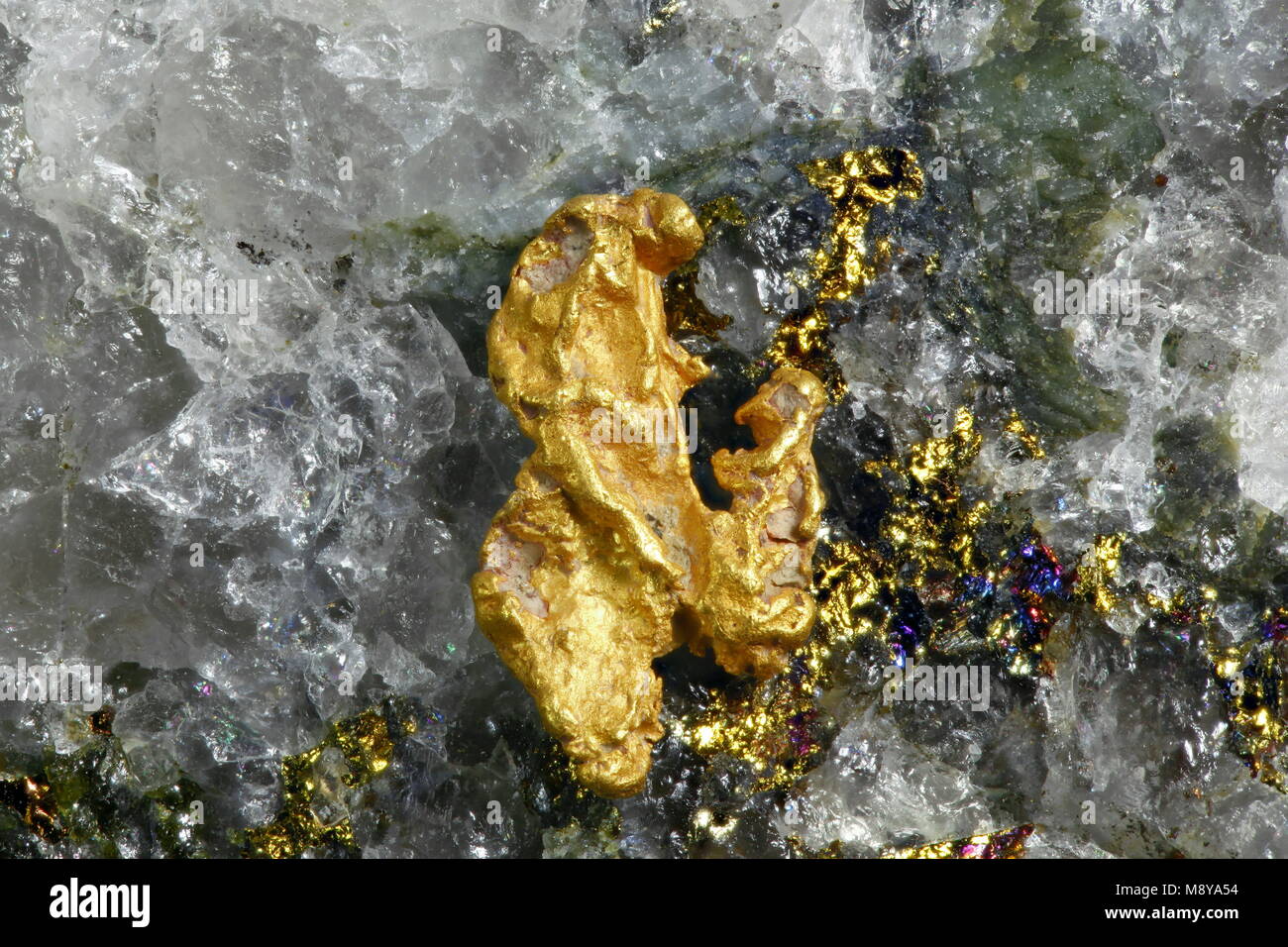 Big Nugget Gold und Quarz von Lappland Stockfoto