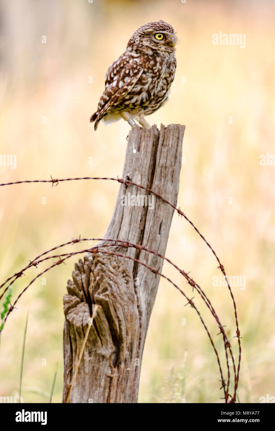 Vogel Bild von Rob Riemer Stockfoto