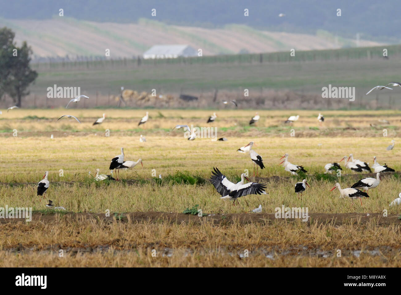 Weißstorch Stockfoto