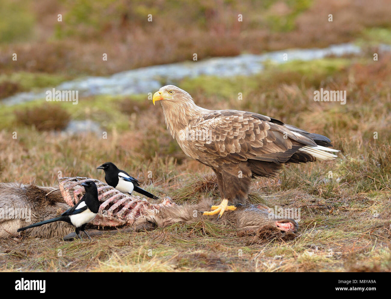 Seeadler Stockfoto