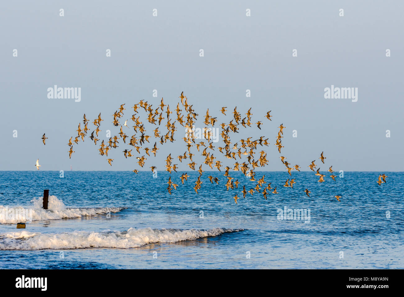 Groep Kanoeten vliegend, Gruppe der rote Knoten fliegen, Calidris canulus Stockfoto