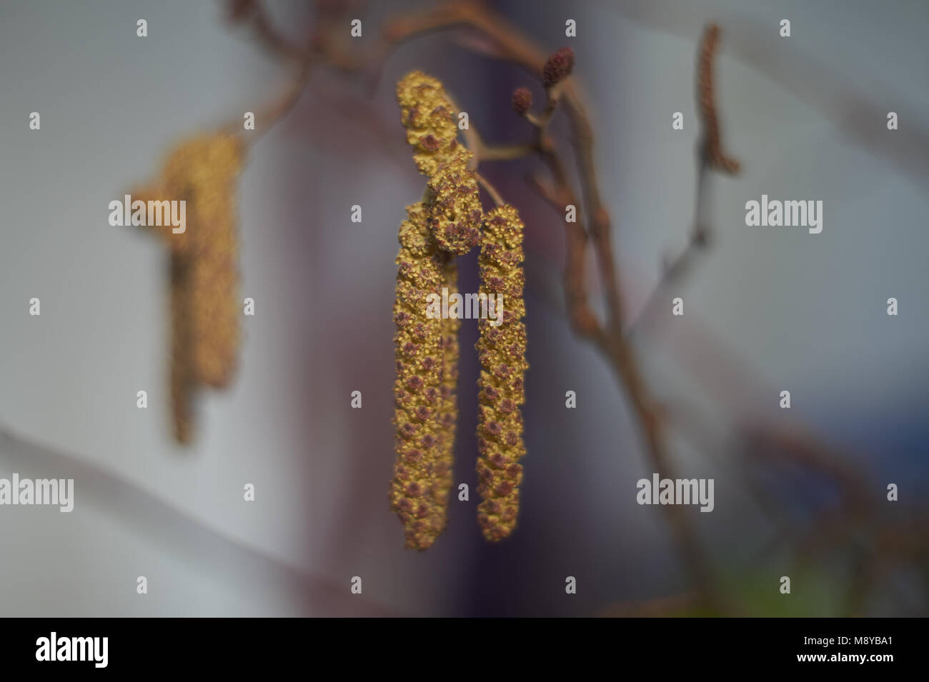 Männliche Blütenstände (palmkätzchen) schwarz Erle, Erle, Europäische Erle (Alnus glutinosa) selektive konzentrieren. Stockfoto