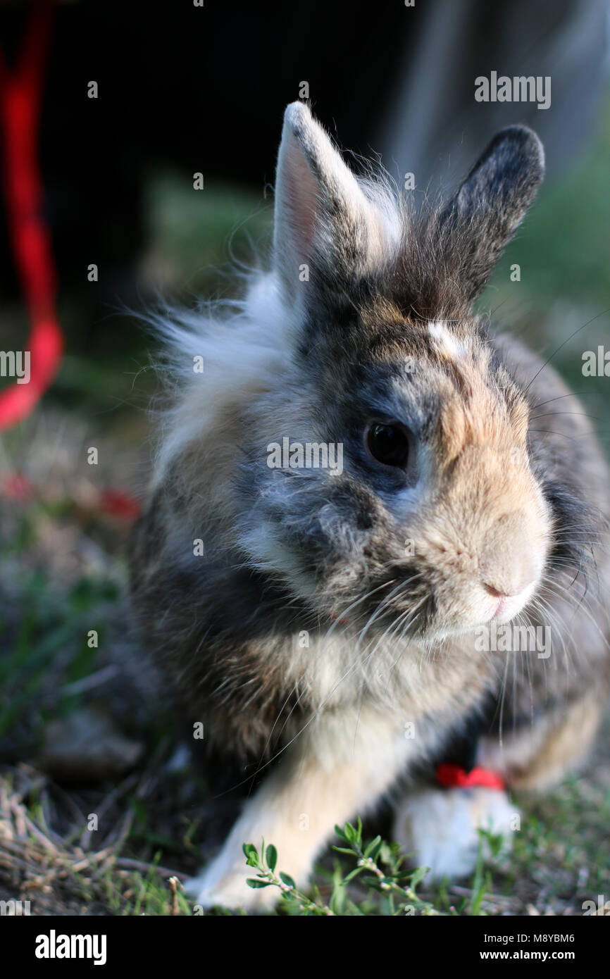 Cute pet Zwergkaninchen draußen auf dem Rasen. Stockfoto