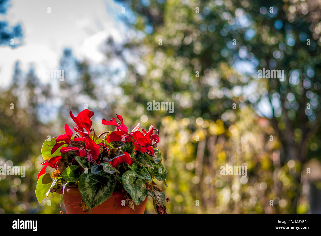 Blumentopf rot Alpenveilchen auf der Fensterbank Stockfoto