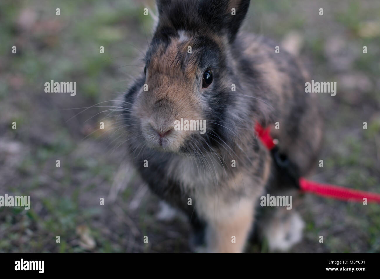 Cute pet Zwergkaninchen draußen auf dem Rasen. Stockfoto