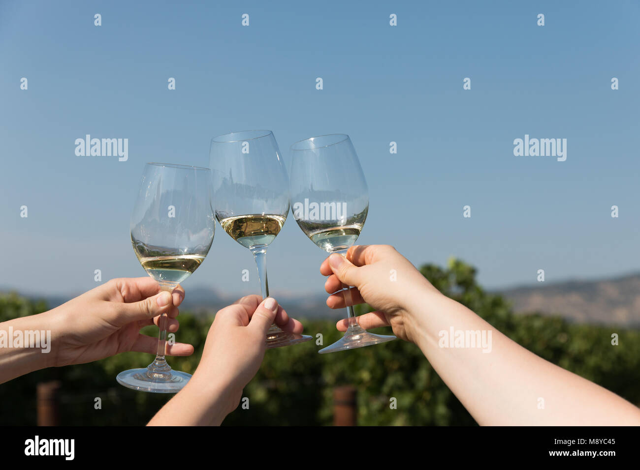 Drei Frauen klirren Gläser Weißwein in der Feier in einem Weinberg Stockfoto
