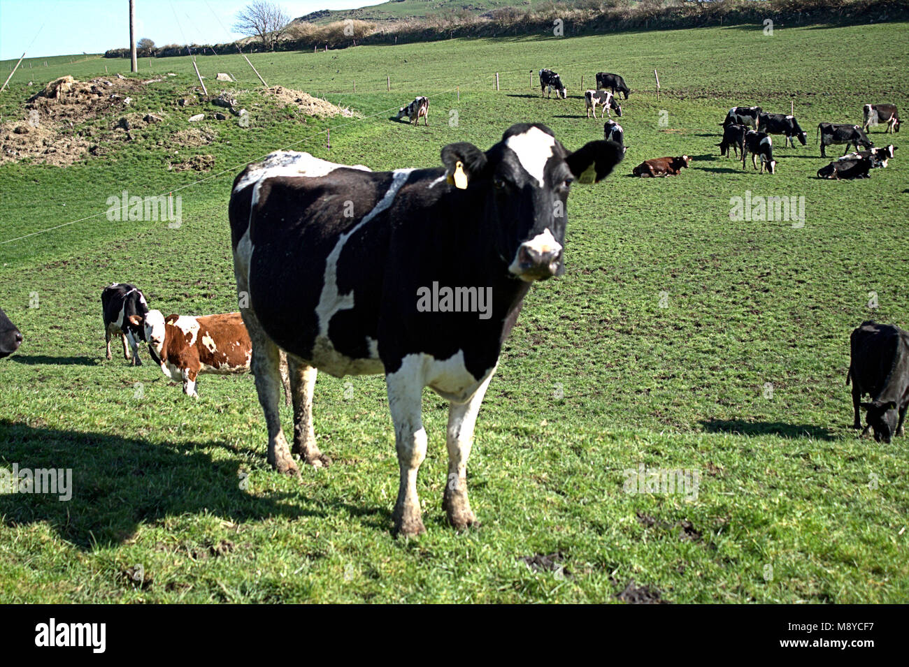 Herde der friesische Kühe mit Ohrmarken auf frische Weide, ersten Tag aus ihren Schuppen. in West Cork, Irland Stockfoto